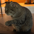 ͷ��