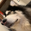 ͷ