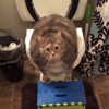 ͷ��