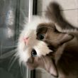 ͷ��