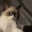 ͷ