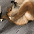ͷ��
