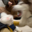 ͷ��