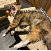 ͷ