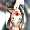 ͷ
