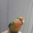 ͷ��