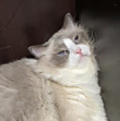 ͷ