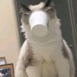ͷ��