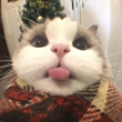 ͷ
