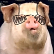 ͷ