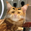 ͷ