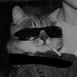 ͷ��