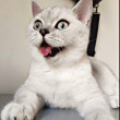 ͷ
