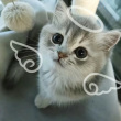 ͷ��