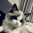 ͷ��