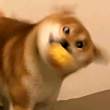 ͷ