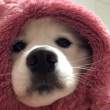 ͷ��