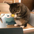 ͷ��