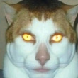 ͷ��