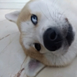 ͷ