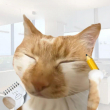 ͷ��