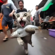 ͷ��
