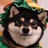 ͷ