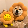 ͷ