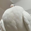 ͷ