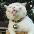 ͷ��