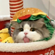 ͷ