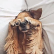 ͷ