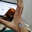ͷ