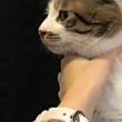 ͷ