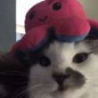 ͷ��