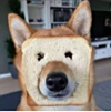 ͷ