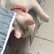 ͷ