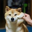 ͷ