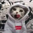 ͷ��