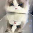 ͷ��