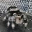 ͷ
