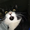 ͷ