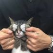 ͷ��