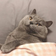 ͷ��
