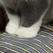 ͷ