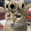 ͷ��