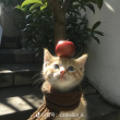 ͷ��