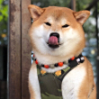 ͷ