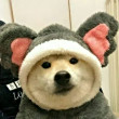 ͷ