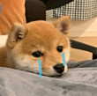 ͷ